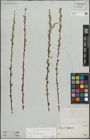 Foto von Salix repens subsp. rosmarinifolia (L.) Andersson